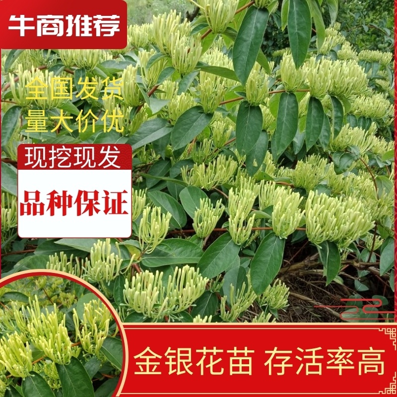 金银花苗，湘蕾金银花扦插小苗，嫁接金银花苗，营养袋扦插苗