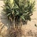 优质枇杷树苗南方北方种植产量高现挖现发