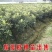 优质枇杷树苗南方北方种植产量高现挖现发
