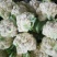 山东泗水精品松花菜有机花已上市，货源充足欢迎电话咨询