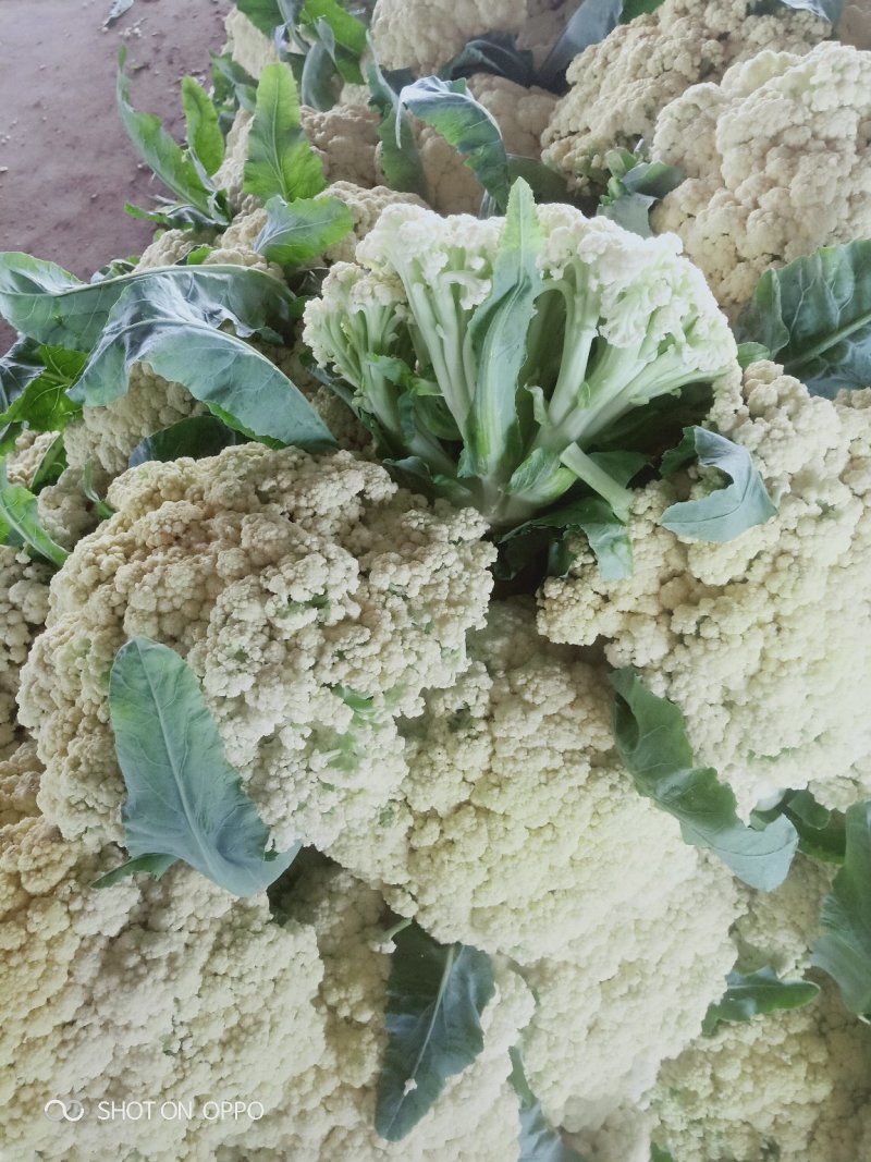 山东泗水精品松花菜有机花已上市，货源充足欢迎电话咨询