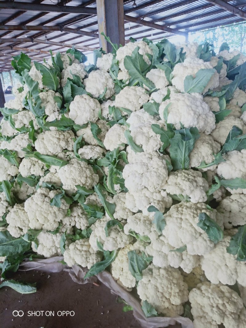 山东泗水精品松花菜有机花已上市，货源充足欢迎电话咨询