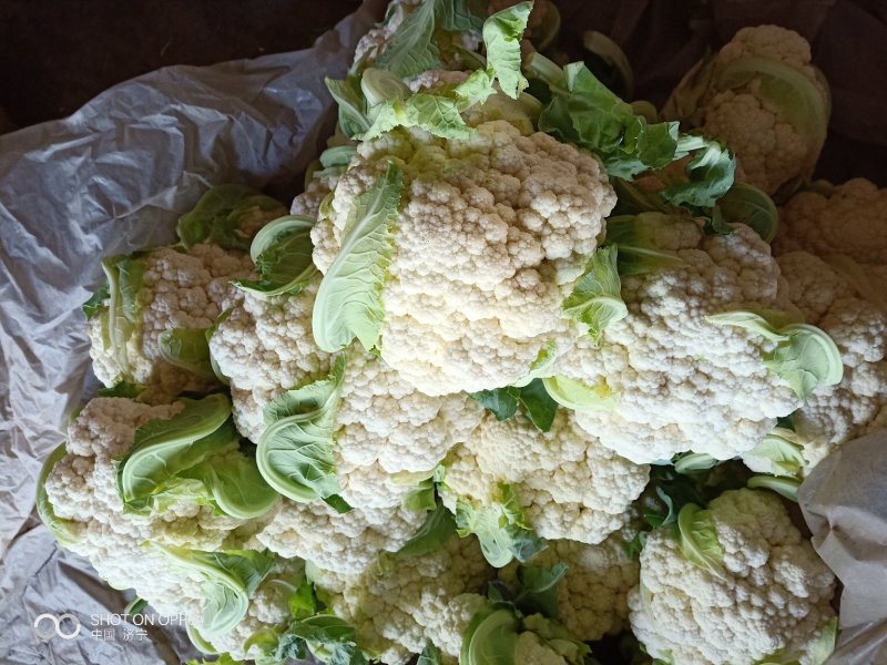 山东泗水精品松花菜有机花已上市，货源充足欢迎电话咨询