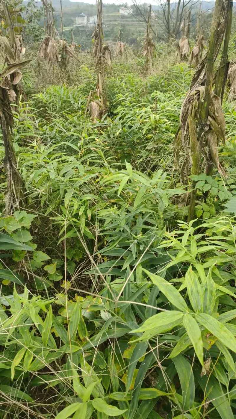 黄精种苗四川四季不倒苗姜型黄精基地直发全量大从优