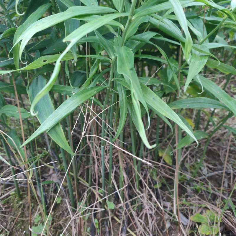 黄精种苗四川四季不倒苗姜型黄精基地直发全量大从优