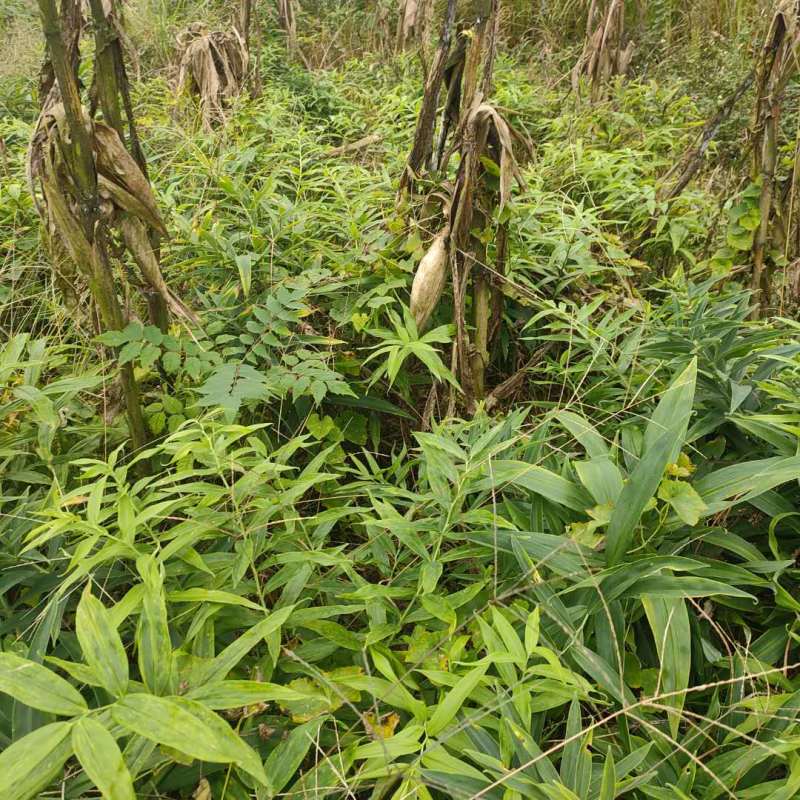 黄精种苗四川四季不倒苗姜型黄精基地直发全量大从优