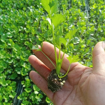 芹菜苗美国西芹种苗穴盘育芹菜苗法国皇后芹菜苗批发