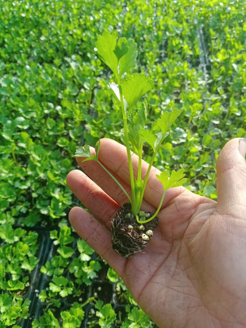 芹菜苗美国西芹种苗穴盘育芹菜苗法国皇后芹菜苗批发