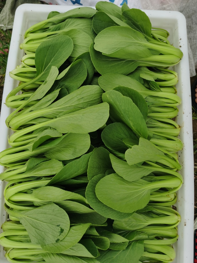 【优选】精品中棵上海青油菜基地直发价格便宜货源充足
