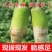 精品河南青萝卜万亩蔬菜基地直供量大从优可视频看货
