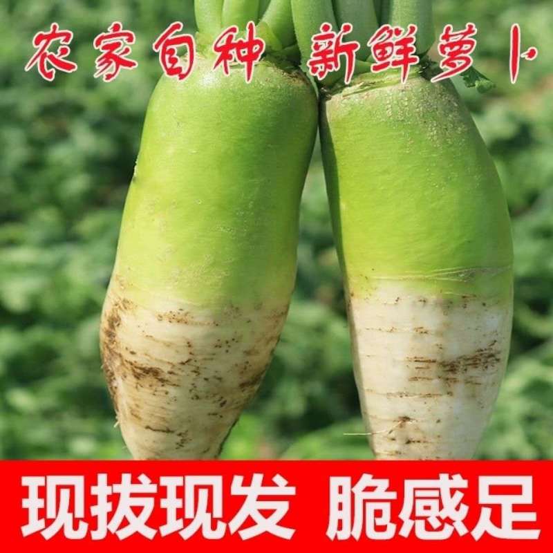 精品河南青萝卜万亩蔬菜基地直供量大从优可视频看货