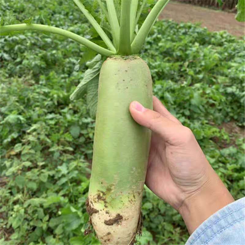 精品河南青萝卜万亩蔬菜基地直供量大从优可视频看货