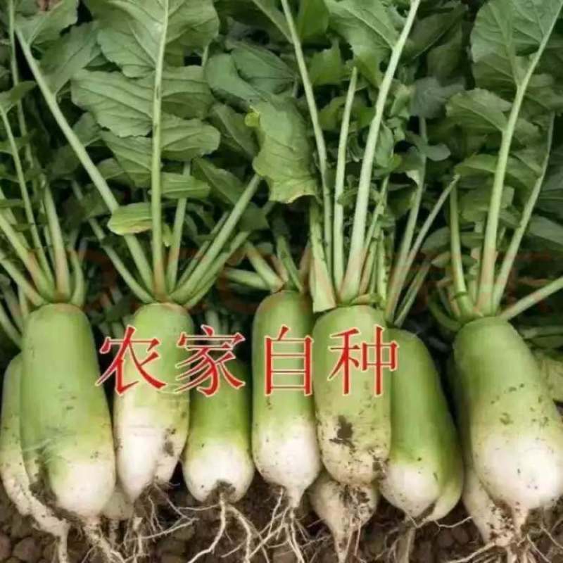 精品河南青萝卜万亩蔬菜基地直供量大从优可视频看货