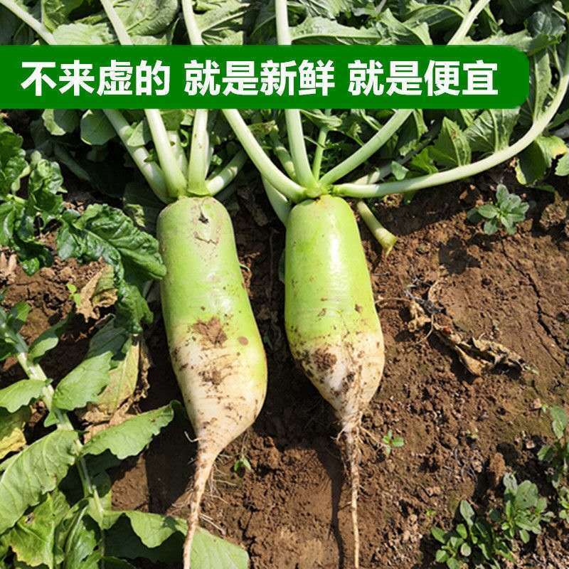 精品河南青萝卜万亩蔬菜基地直供量大从优可视频看货