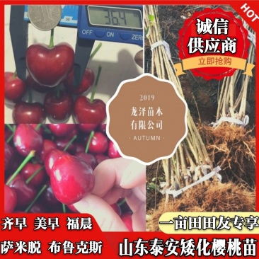 山东矮化樱桃苗齐早福晨美早布鲁克斯萨米脱现挖现发