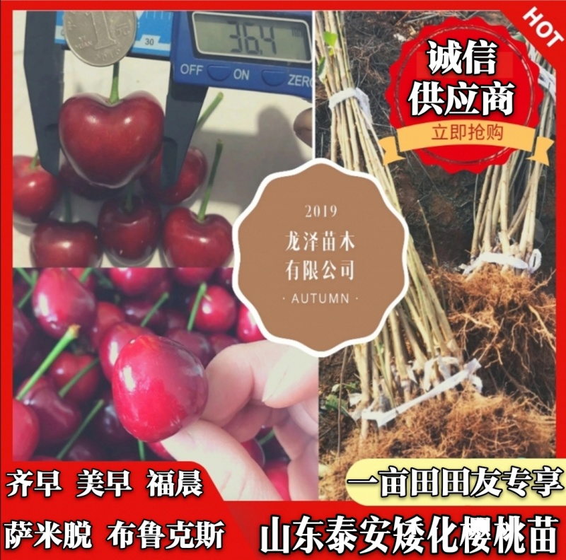 山东矮化樱桃苗齐早福晨美早布鲁克斯萨米脱现挖现发
