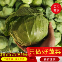 甘蓝，精品圆包菜，青甘蓝，河南包菜，基地直供代发全国。