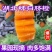 宜昌秭归伦晚脐橙大量现货现摘现发全国发货欢迎咨询