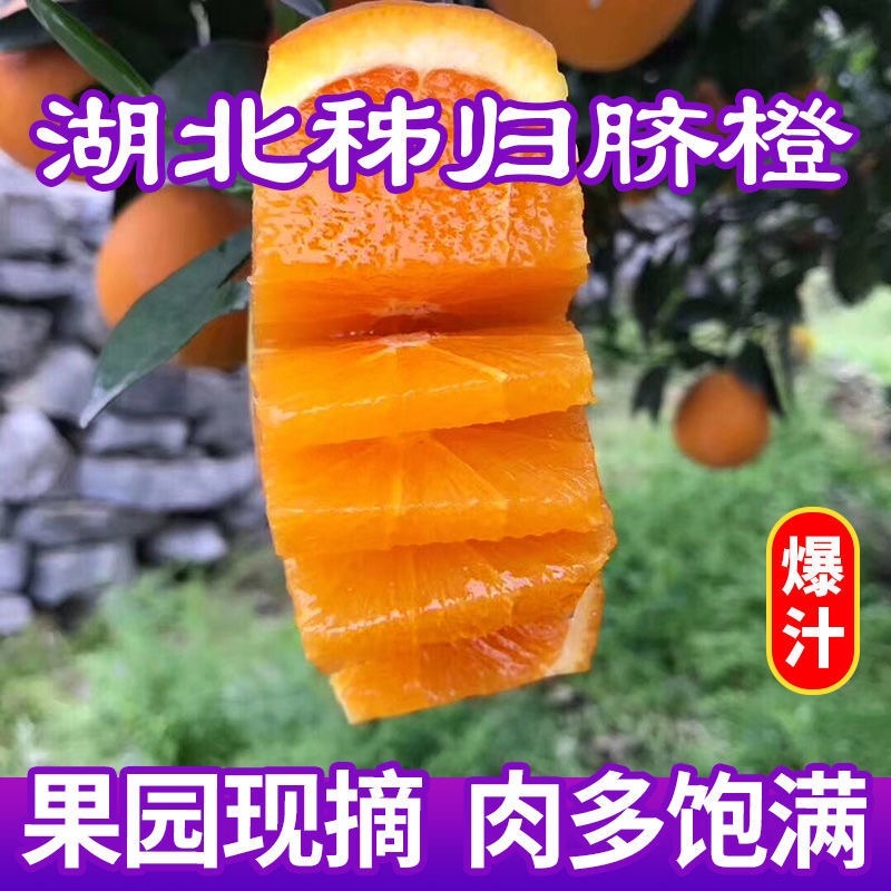 宜昌秭归伦晚脐橙大量现货现摘现发全国发货欢迎咨询