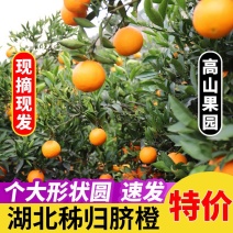 湖北宜昌秭归脐橙长虹脐橙黄心脐橙果园直发，电商**