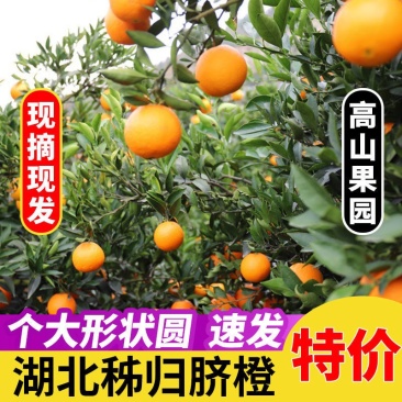 湖北宜昌秭归脐橙长虹脐橙黄心脐橙果园直发，电商**