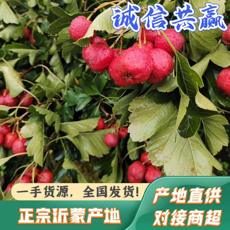 精品大五棱山楂产地直发全国发货，一手货源保质保量欢迎