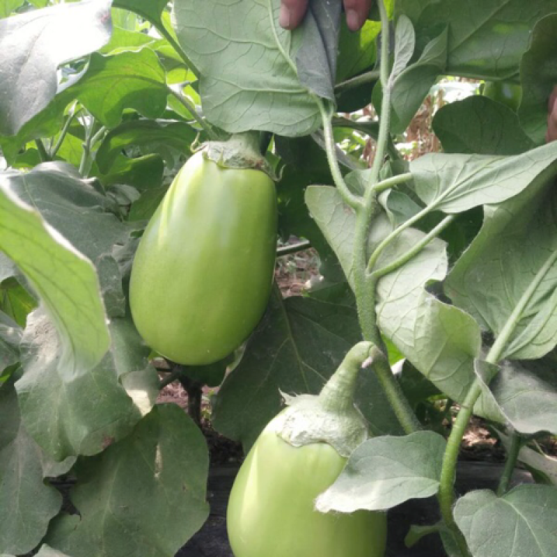 【精品】茄子原产地直供辽宁青茄大量上市量大从优