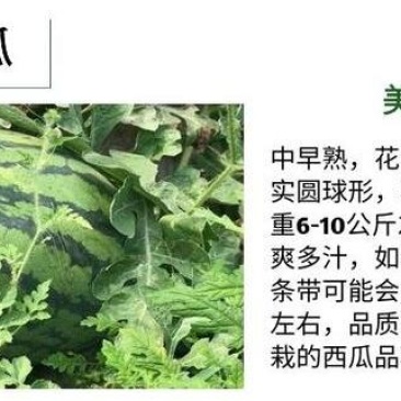 美都西瓜苗价格，代育早春西瓜嫁接苗，西瓜苗批发