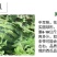 美都西瓜苗价格，代育早春西瓜嫁接苗，西瓜苗批发