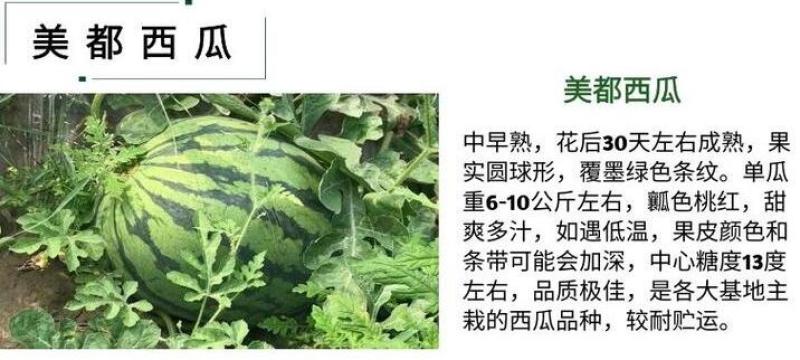 美都西瓜苗价格，代育早春西瓜嫁接苗，西瓜苗批发