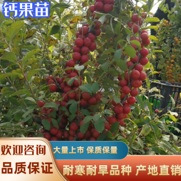 【有好货】钙果苗糖度高《耐寒耐旱品种》当年种植可结果