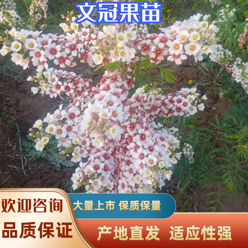 【精选文冠果苗】耐寒-35°适应性强，成活好根系发达