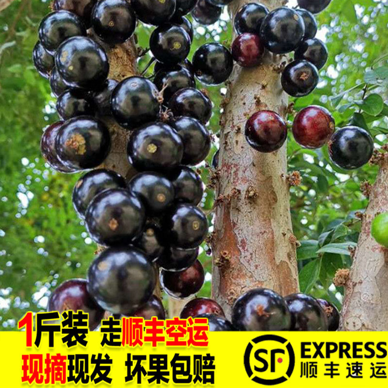 树葡萄嘉宝果新鲜水果电商一件代发空运
