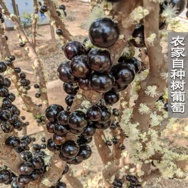 树葡萄嘉宝果新鲜水果电商一件代发空运