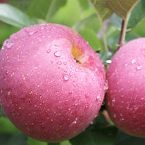 贵州冰糖心苹果一件新鲜水果红苹果嘎啦苹果