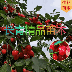 樱桃苗车厘子樱桃美早齐早黄蜜俄罗斯8号樱桃苗正品签约包邮
