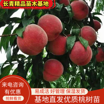桃树苗新品种5月早熟突围桃蟠桃黄桃晚熟高产桃苗签约包邮