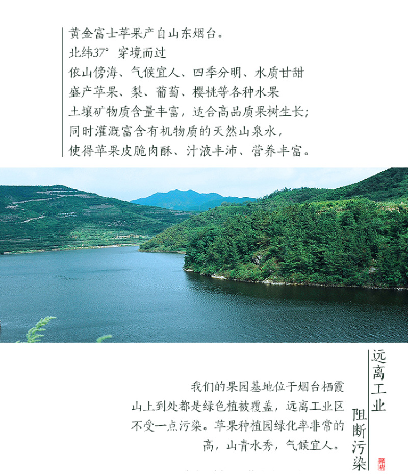 奶油富士苹果电商一件代发烟台栖霞产地直发高品质全渠道代发