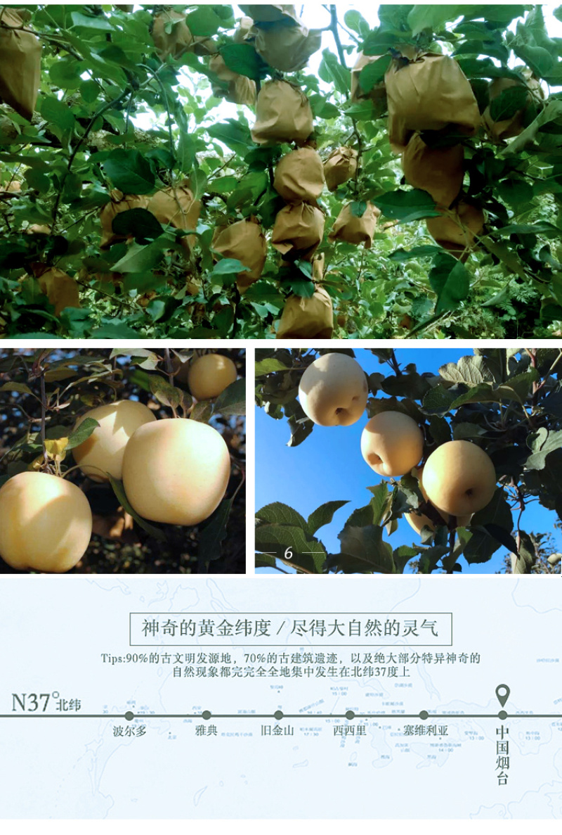 奶油富士苹果电商一件代发烟台栖霞产地直发高品质全渠道代发