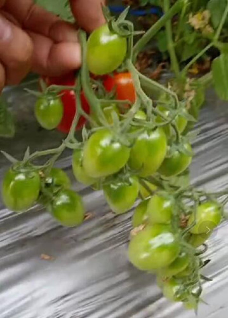 釜山88小番茄苗圣女果苗嫁接小西红柿苗抗病毒玲珑蜜