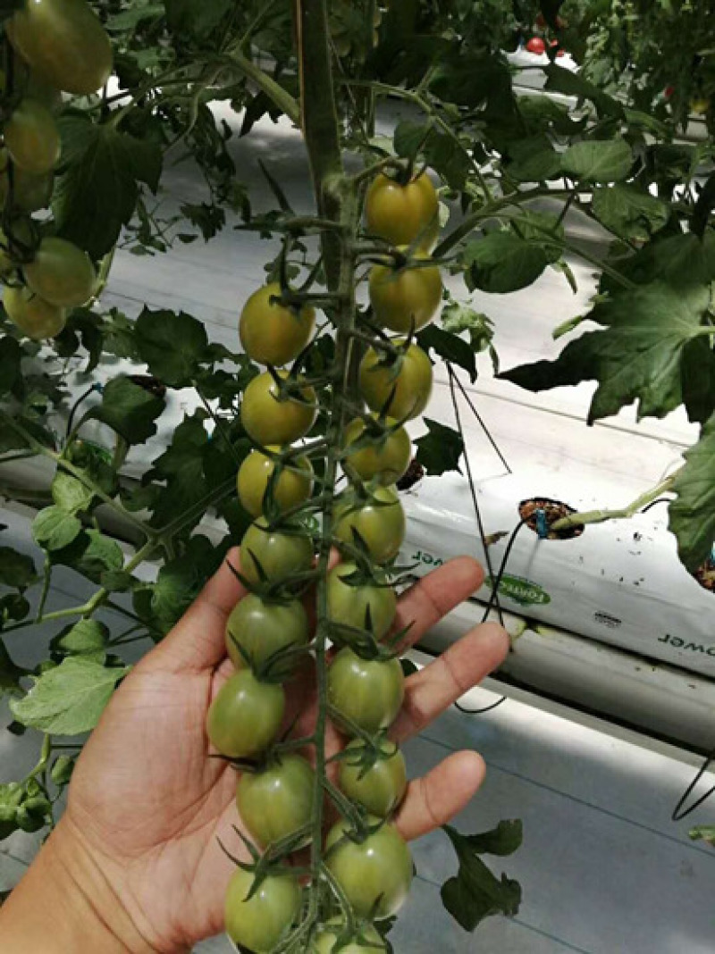 釜山88小番茄苗圣女果苗嫁接小西红柿苗抗病毒玲珑蜜