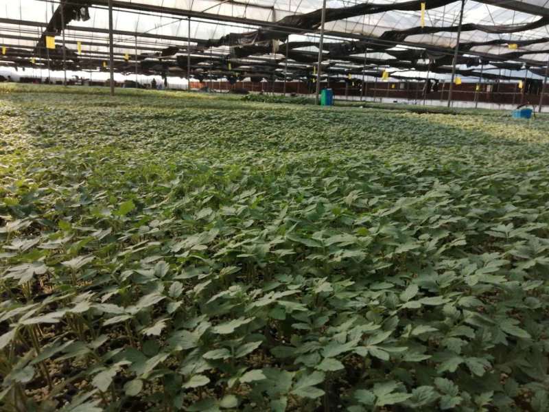 釜山88小番茄苗圣女果苗嫁接小西红柿苗抗病毒玲珑蜜