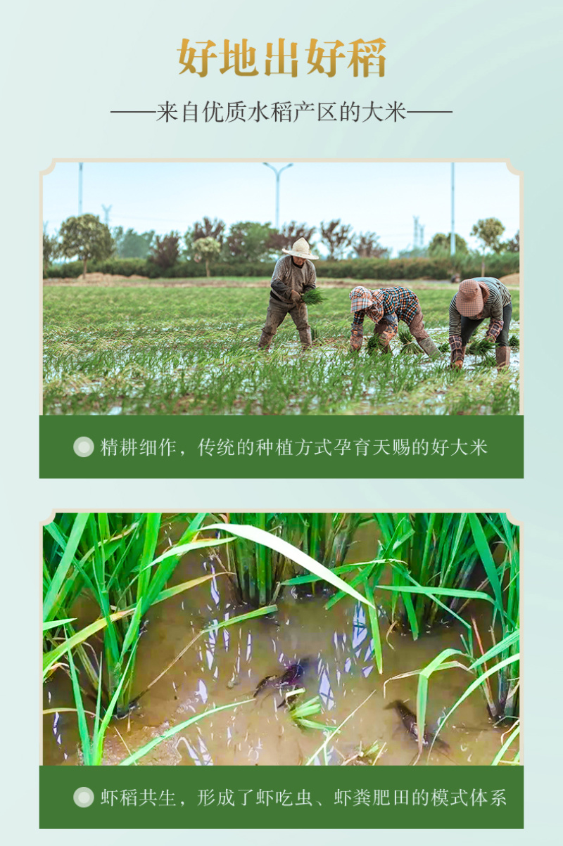猫牙米大米香米籼米油粘米江夏直供支持一件代发