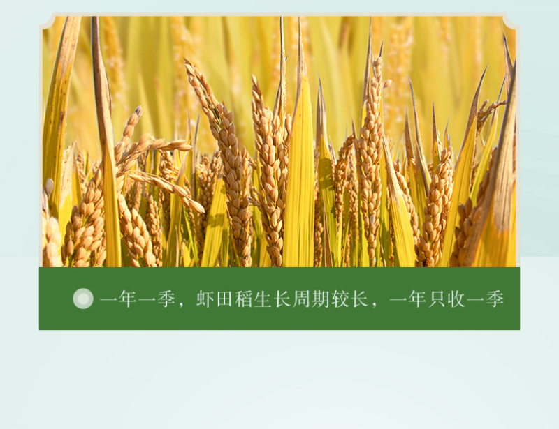 猫牙米大米香米籼米油粘米江夏直供支持一件代发
