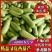山东新鲜西葫芦瓜现摘豆角茭瓜三月瓜番瓜菜瓜特价包邮