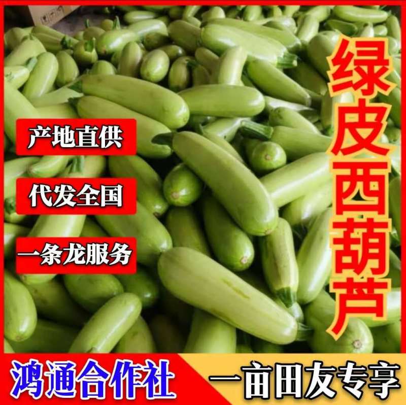 山东新鲜西葫芦瓜现摘豆角茭瓜三月瓜番瓜菜瓜特价包邮