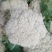 【精选】江苏有机花，松花菜产地直发保证质量，物美价廉
