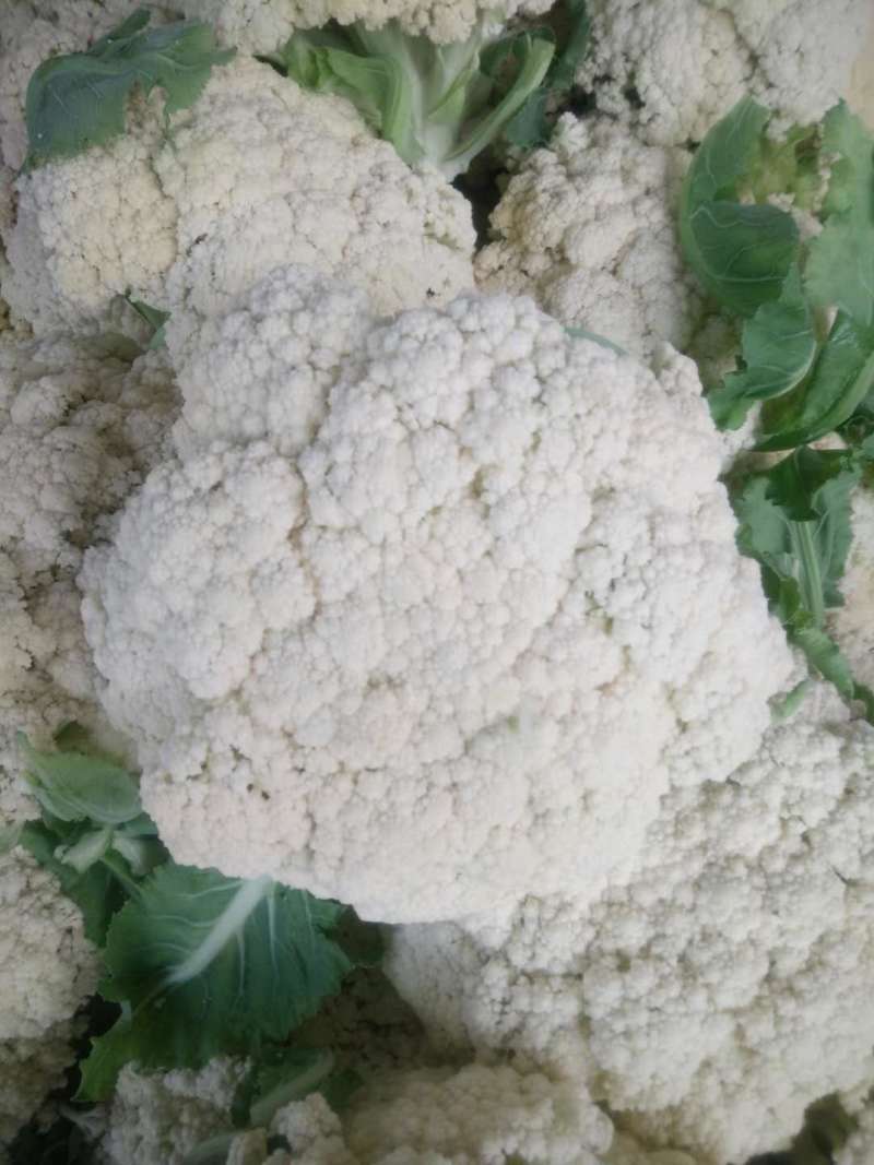 【精选】江苏有机花，松花菜产地直发保证质量，物美价廉