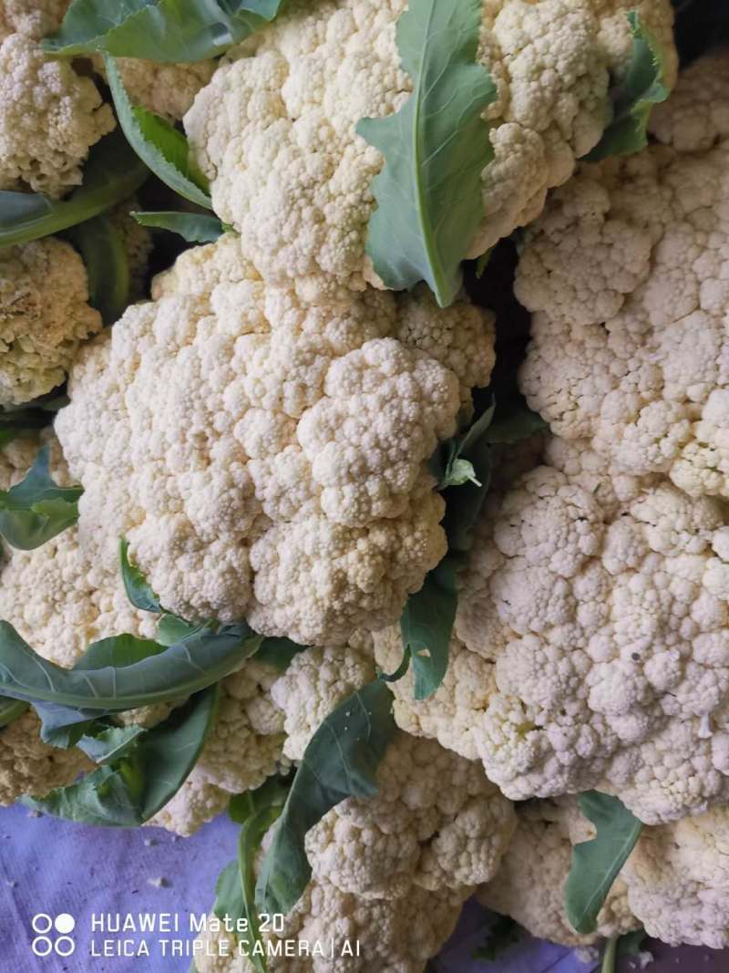 【精选】江苏有机花，松花菜产地直发保证质量，物美价廉