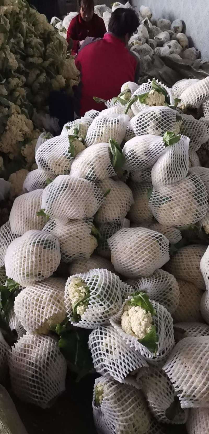 【精选】江苏有机花，松花菜产地直发保证质量，物美价廉